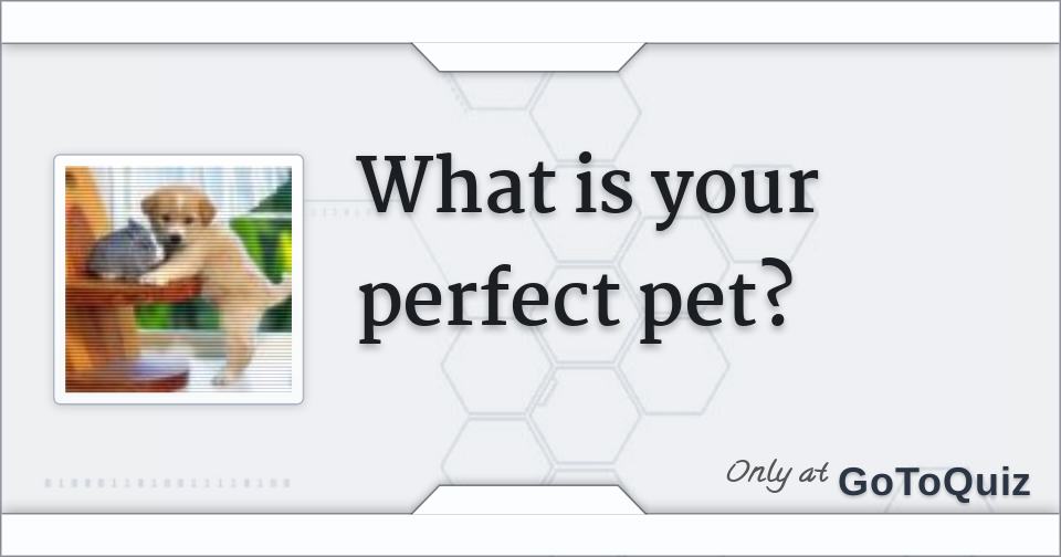 What is your perfect pet?