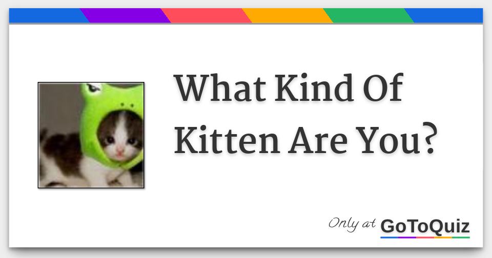 What Kind Of Kitten Are You?