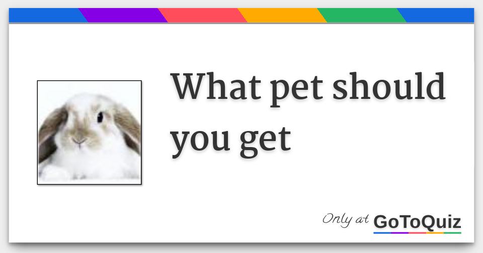 What pet should you get