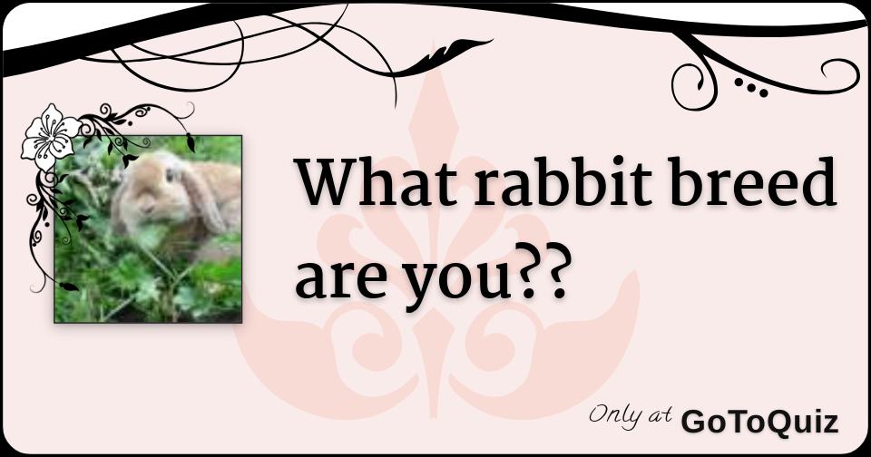 What rabbit breed are you??