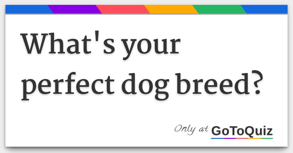 what's your perfect dog breed?