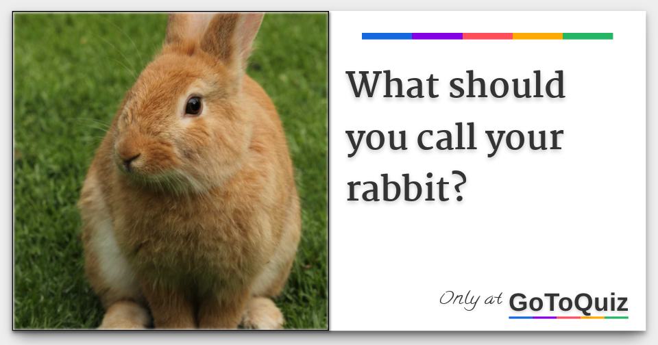 What should you call your rabbit?