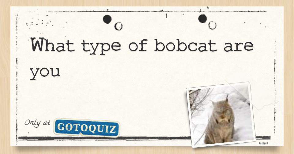 what type of bobcat are you
