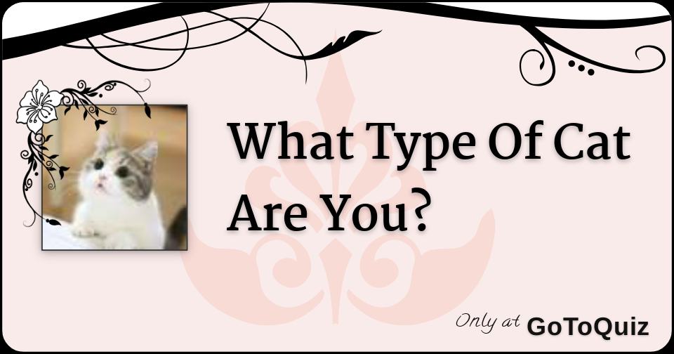 What Type Of Cat Are You?