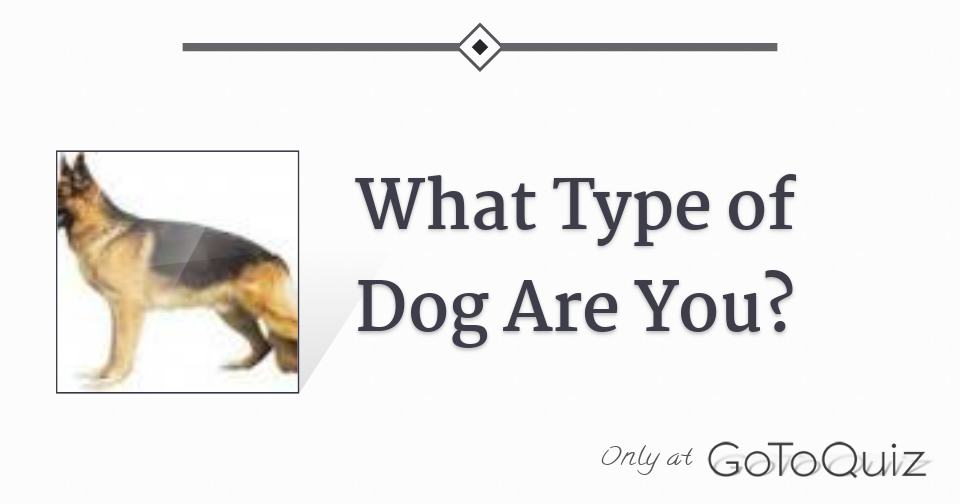 What Type of Dog Are You?