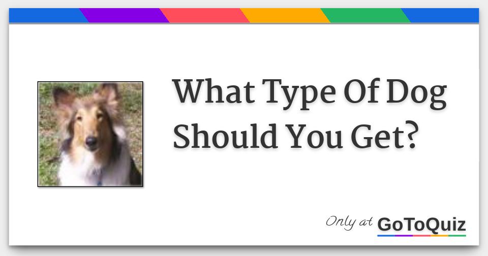 What Type Of Dog Should You Get?