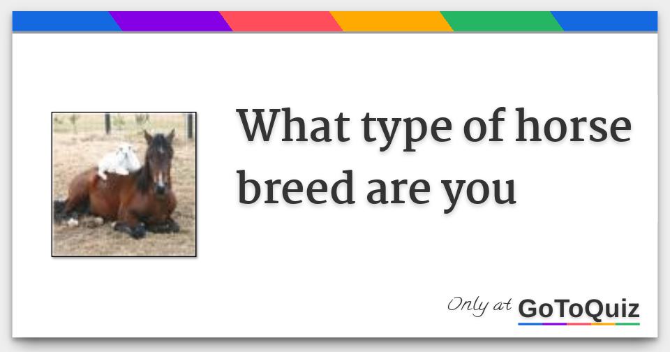 What type of horse breed are you