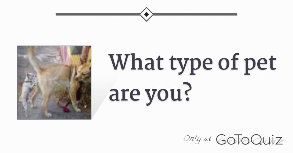 What type of pet are you?