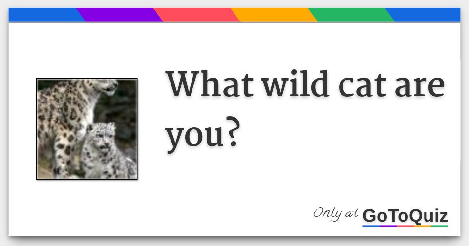 What wild cat are you? Comments, Page 1