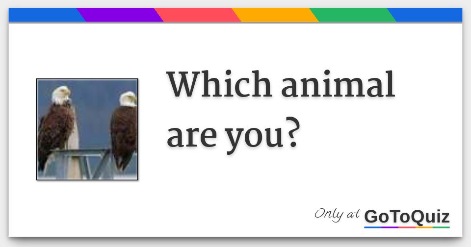 Which animal are you?