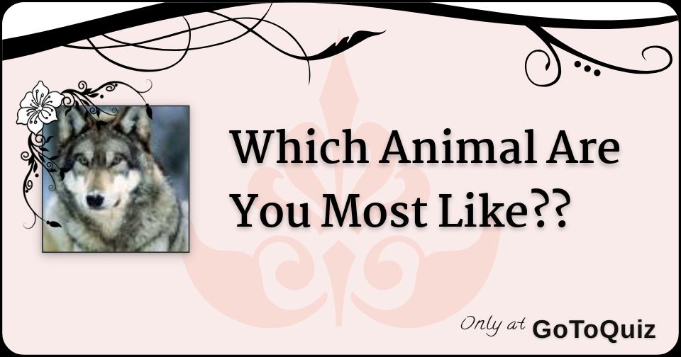 Which Animal Are You Most Like??