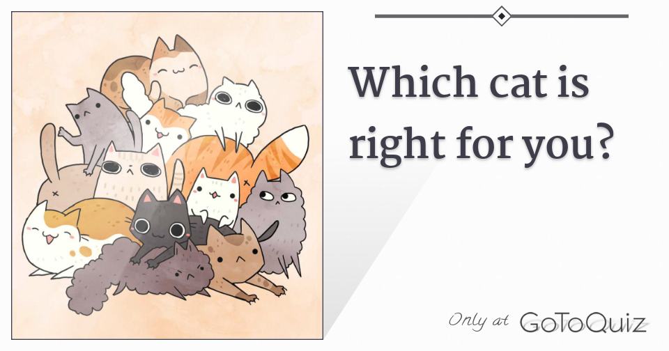 Which cat is right for you?