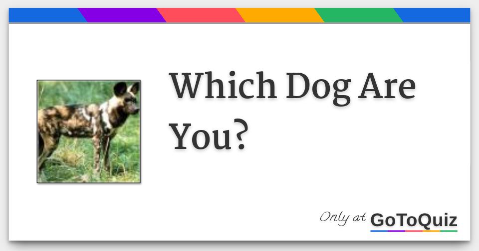 Which Dog Are You?