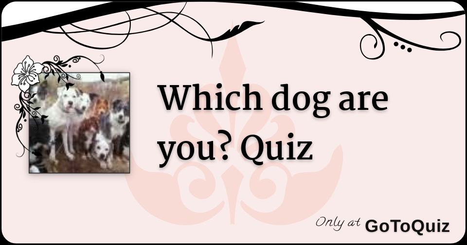 Which dog are you? Quiz