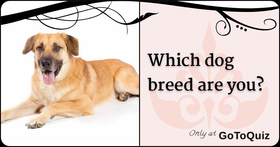 how to figure out what dog breed is for you