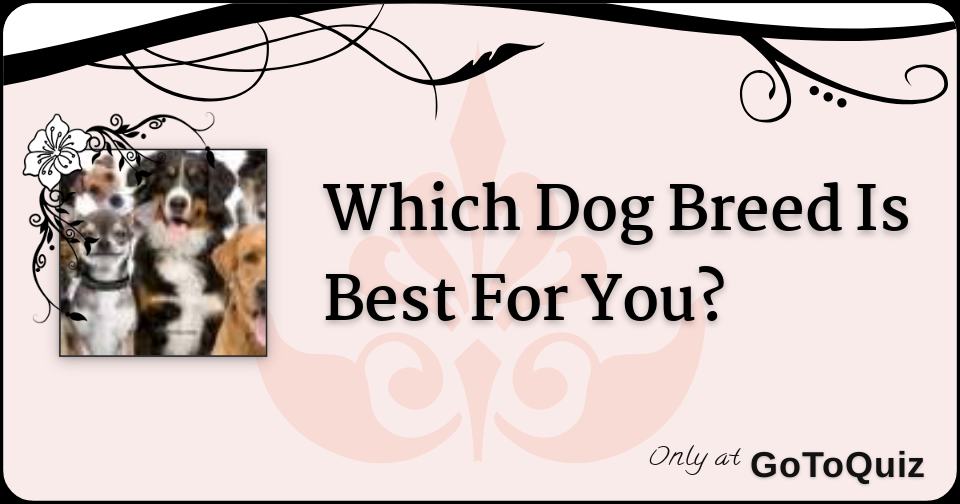 Which Dog Breed Is Best For You?