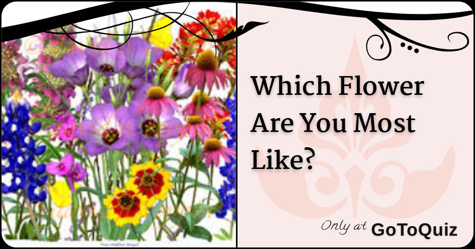 Which Flower Are You Most Like?