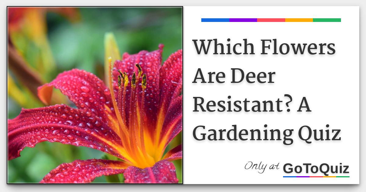 Which Flowers Are Deer Resistant? A Gardening Quiz