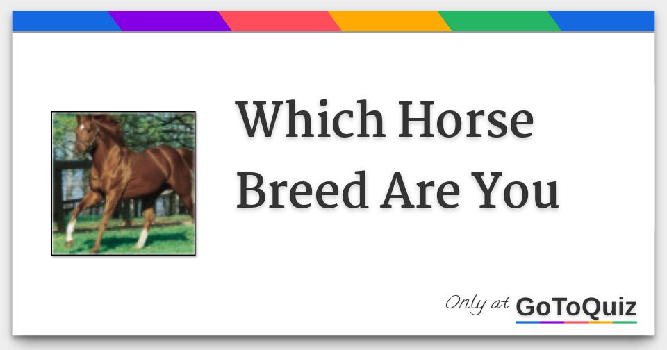 Which Horse Breed Are You