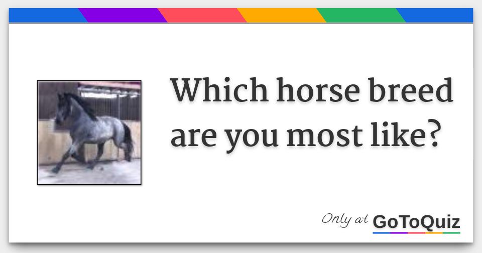which horse breed are you most like?