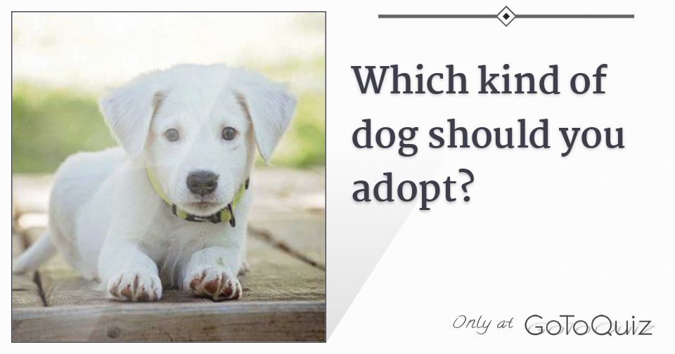 Which kind of dog should you adopt?