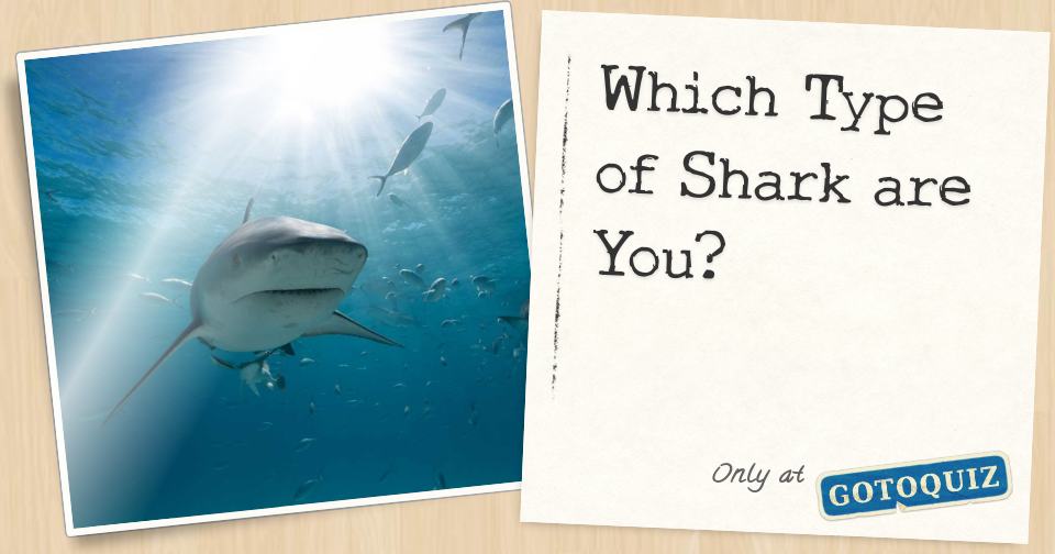 Which Type of Shark are You?