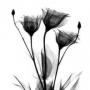 Quiz Image