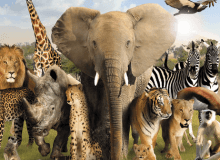 Which animal represents you? Which animal represents you?