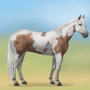Quiz Image
