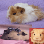 Quiz Image