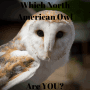 Quiz Image