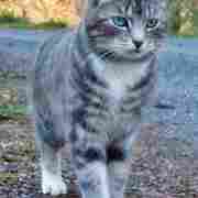 Warrior Cats Love Story Part 2 She Cats Only Warrior Cats Love Story Part 2 She Cats Only