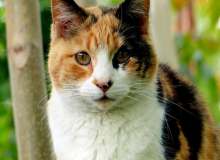 Warrior Cat Love Story Warrior Cat Love Story