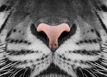 Quiz Image
