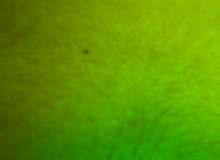 Quiz Image