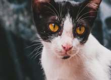 Quiz Image