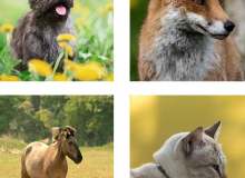 Which animal do you resemble?