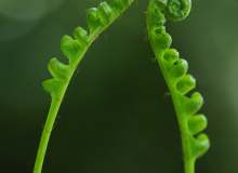 Quiz Image