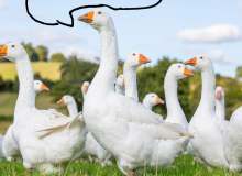 Quiz Image