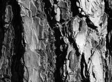 Quiz Image