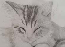 Quiz Image