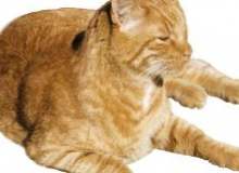 Quiz Image