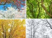 Quiz Image