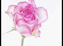Quiz Image