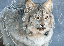 Quiz Image