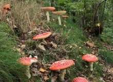 Quiz Image