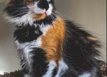 Quiz Image