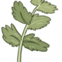 Quiz Image
