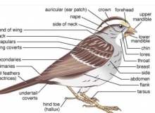 Quiz Image